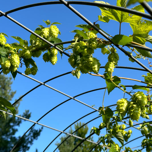 Hops growing on trellis