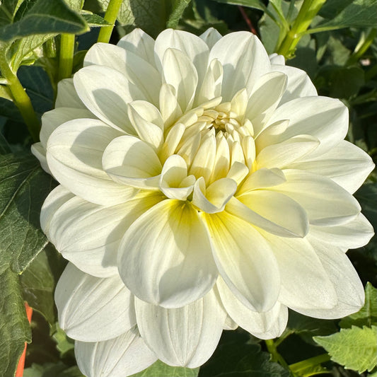 Bride to Be, a crisp white waterlily dahlia bloom growing in the field at Brainy and The Beard Bloomstead. 