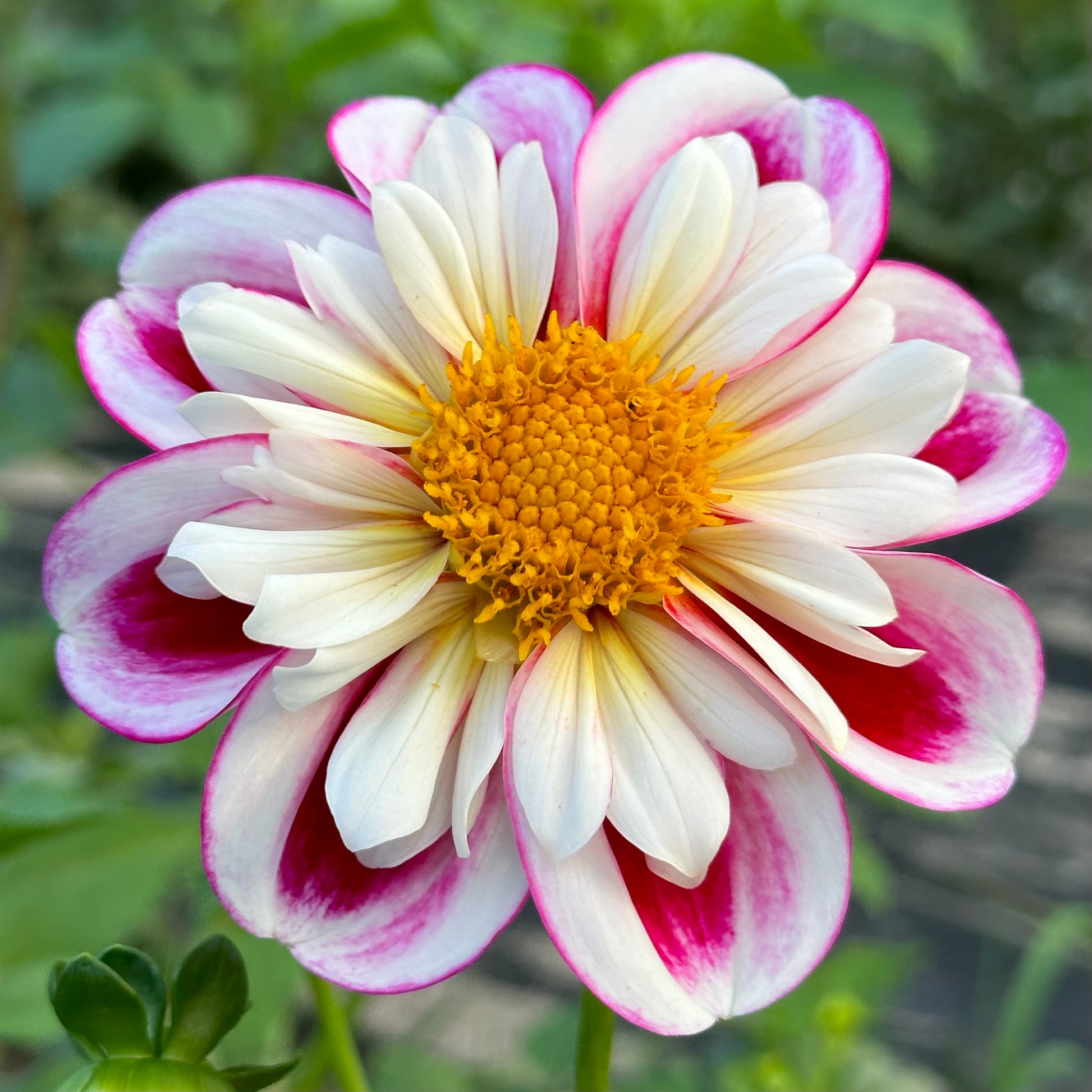 A close-up of Bumble Rumble dahlia bloom with layered, rounded petals in deep coral to reddish-pink tones, forming a dense, symmetrical bloom. At the center, bright golden-yellow stamens create a striking contrast. 