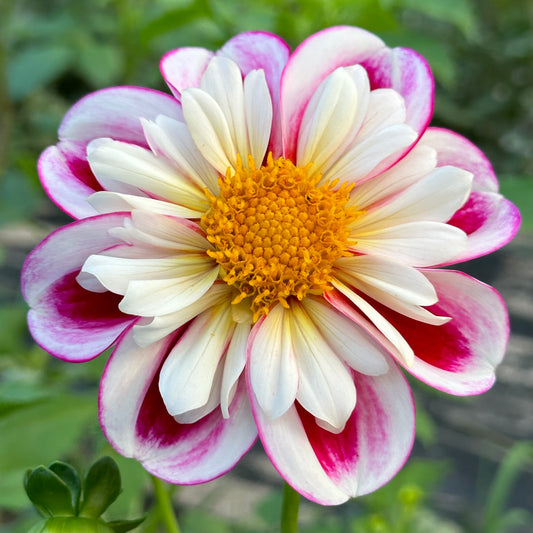 A close-up of Bumble Rumble dahlia bloom with layered, rounded petals in deep coral to reddish-pink tones, forming a dense, symmetrical bloom. At the center, bright golden-yellow stamens create a striking contrast. 
