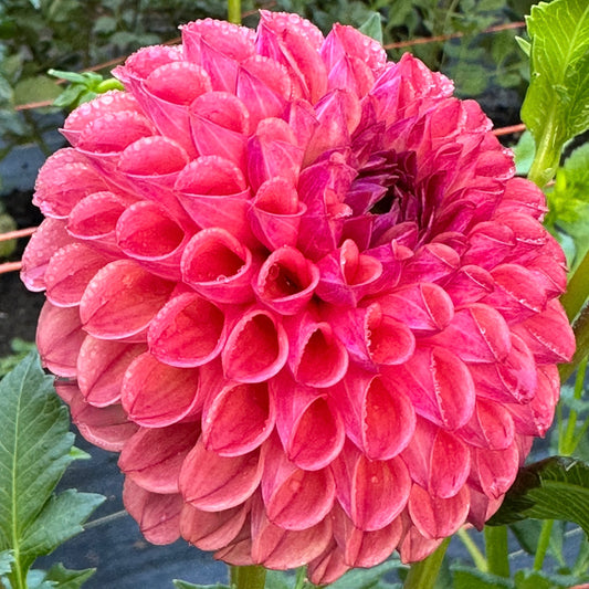 Close-up of Caitlin's Joy dahlia bloom, a pink ball variety dahlia, glistening with rain drops. 