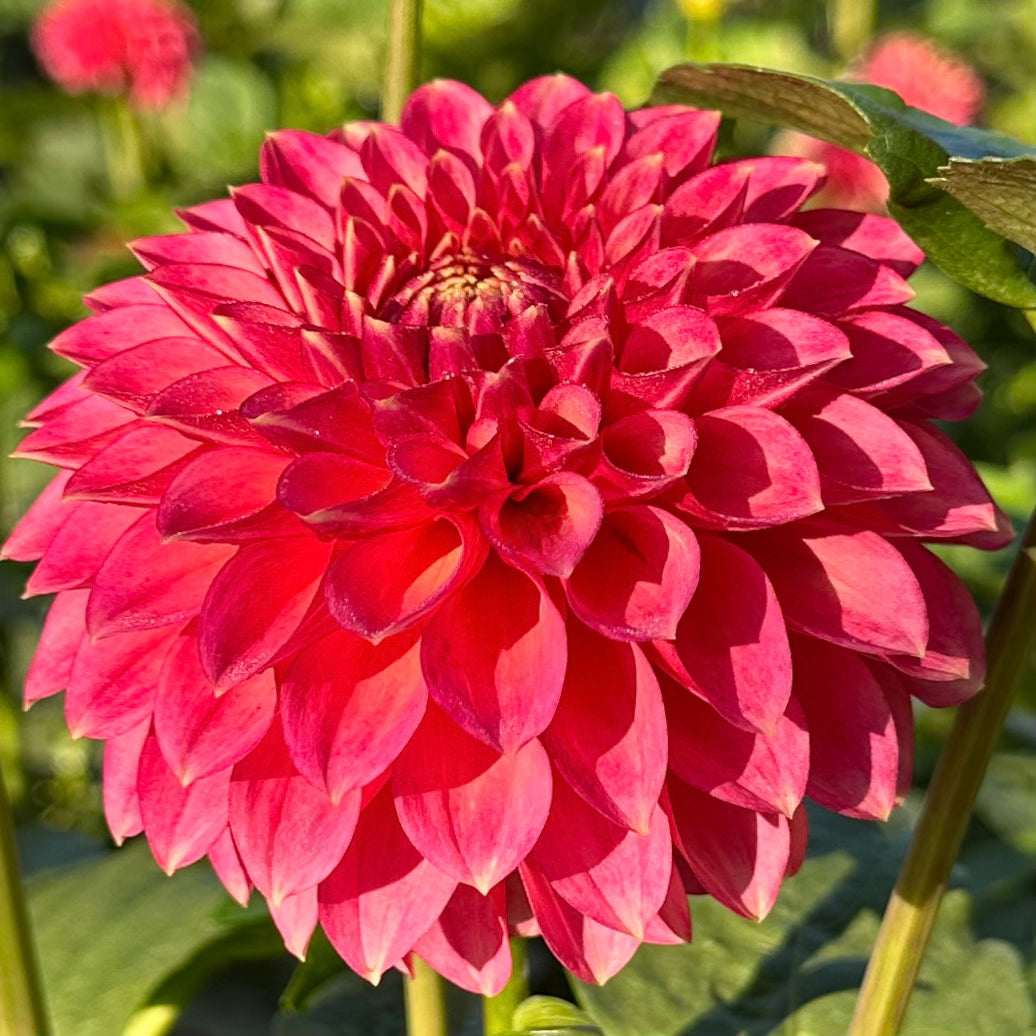 Camano Mystery, a watermelon pink formal decorative dahlia bloom. 