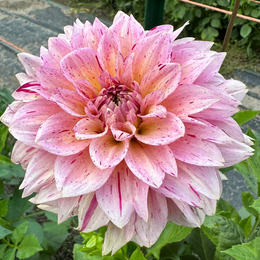 Carmen Fiesta, a variegated pink formal decorative dahlia with a hint of buttery yellow in the center and splashed with raspberry specks. 
