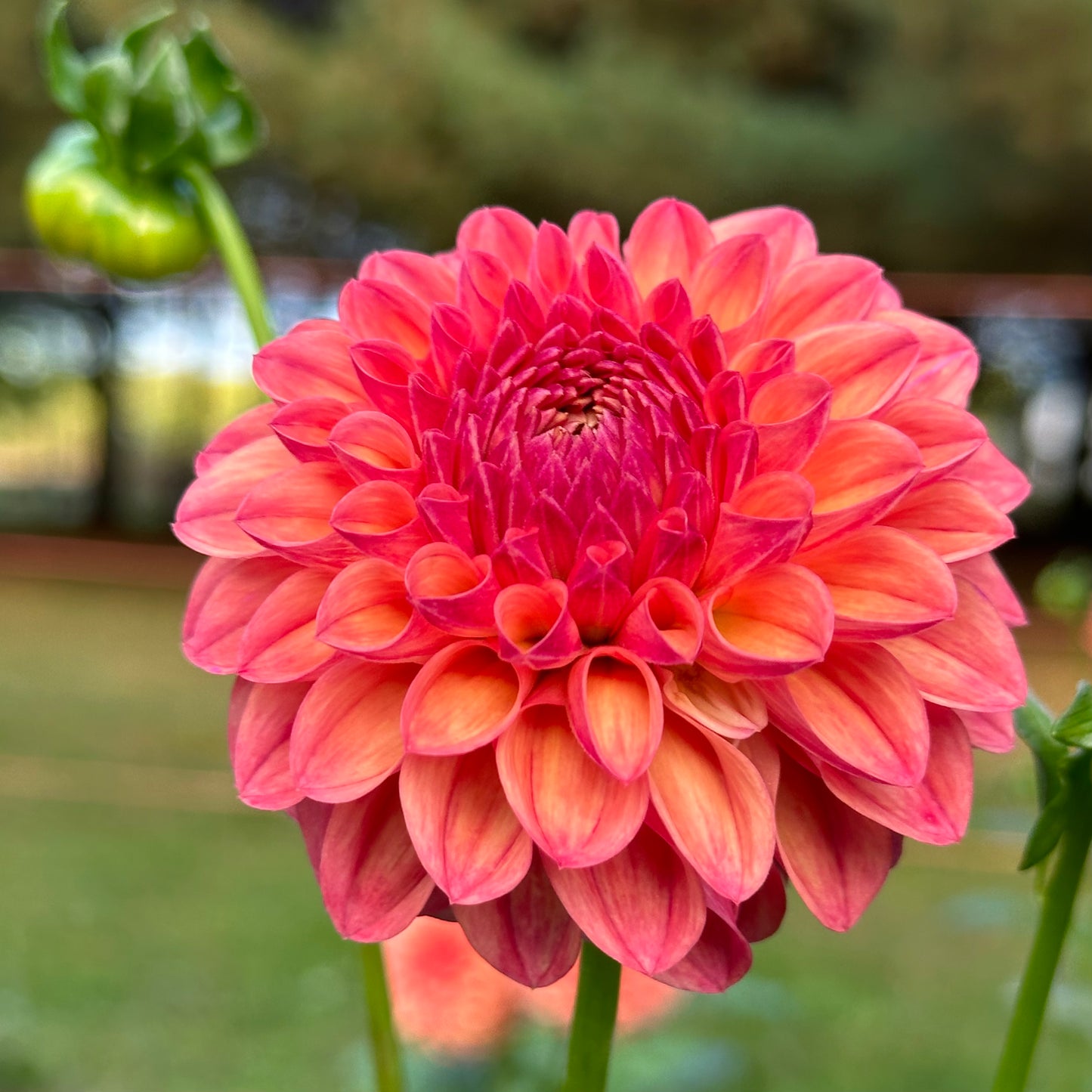 Zoomed-in view of a fresh cut peachy, coral dahlia bloom, Cecil. 
