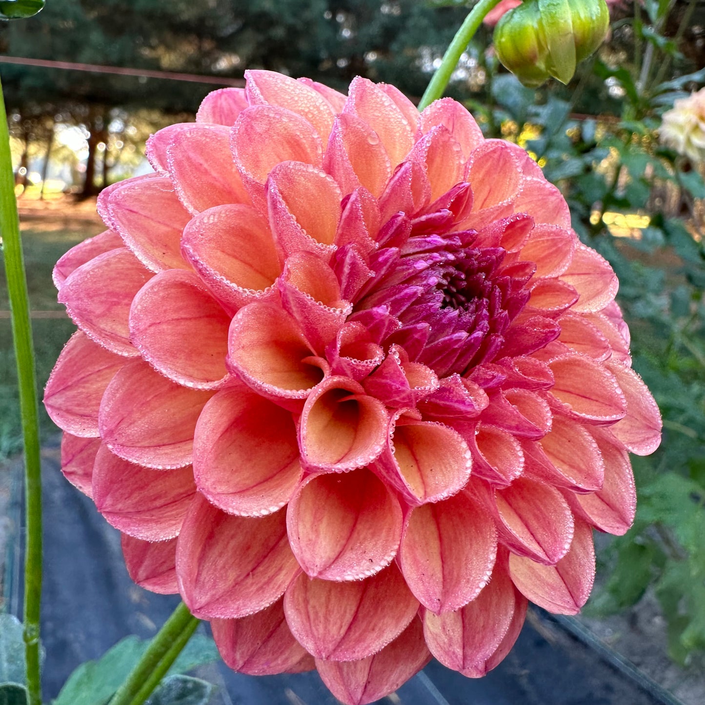 Cecil, a peachy, coral dahlia bloom with water droplets. 