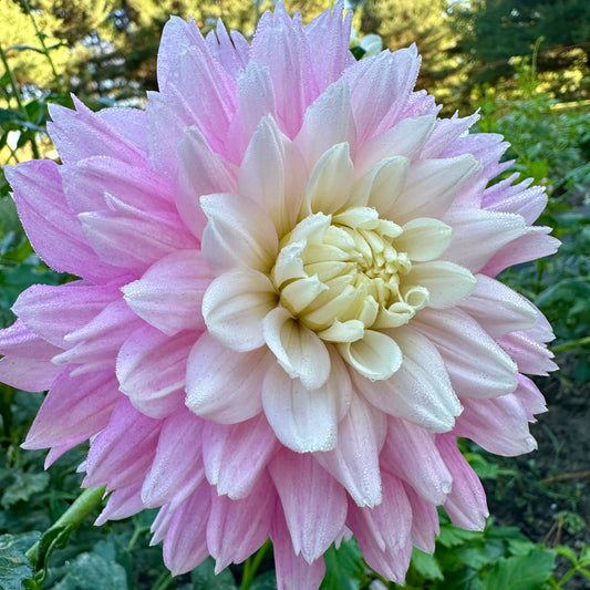 Pastel pink petals surround a white center of a Chilson's Pride dahlia bloom. 