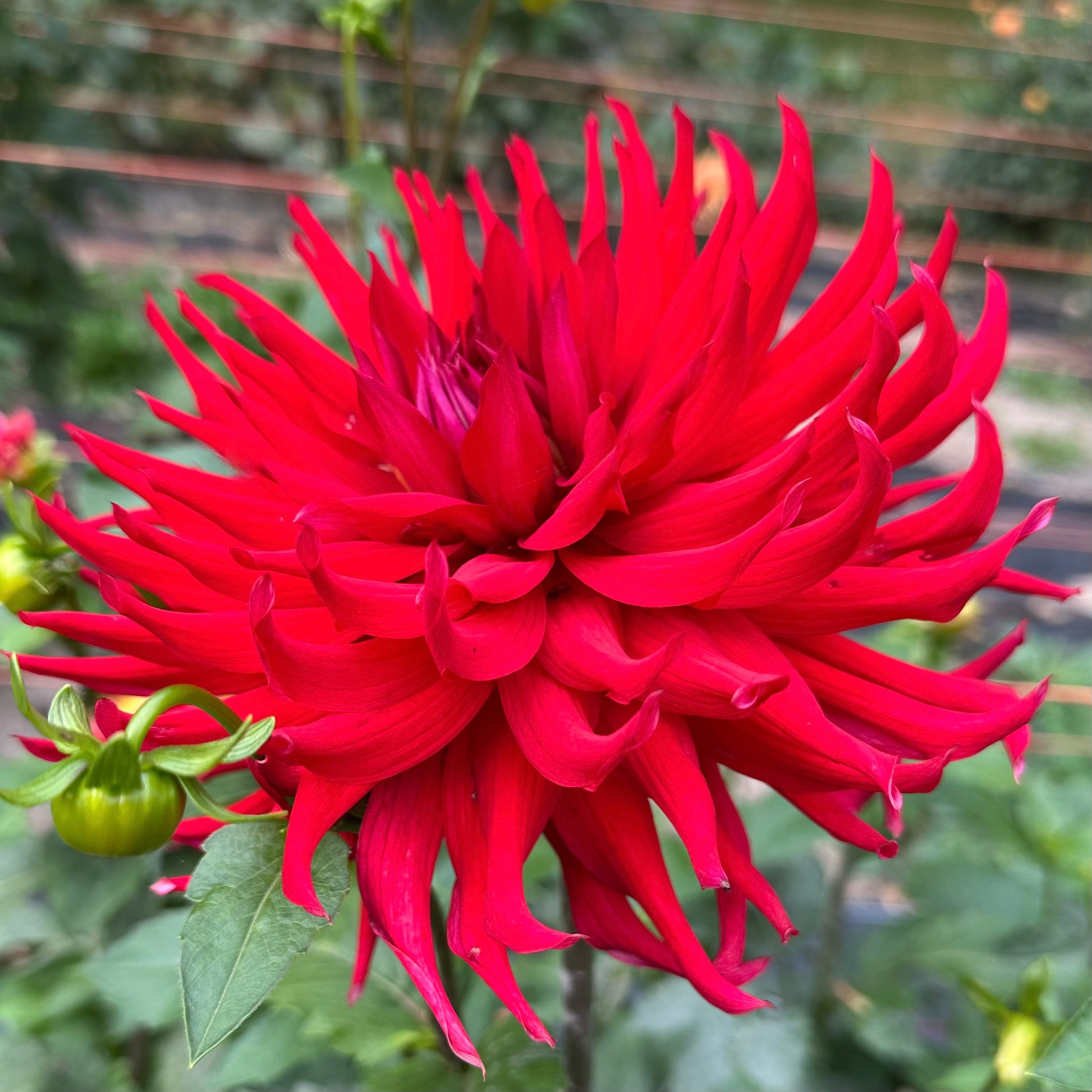 Large, bright red, curvy spiked petals adorn this Clearview Danielle dahlia bloom. 