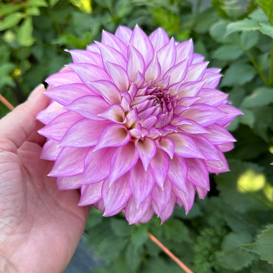 Clearview Debby, a formal decorative dahlia with lavender petals and outlined in  royal purple picotee edging. 