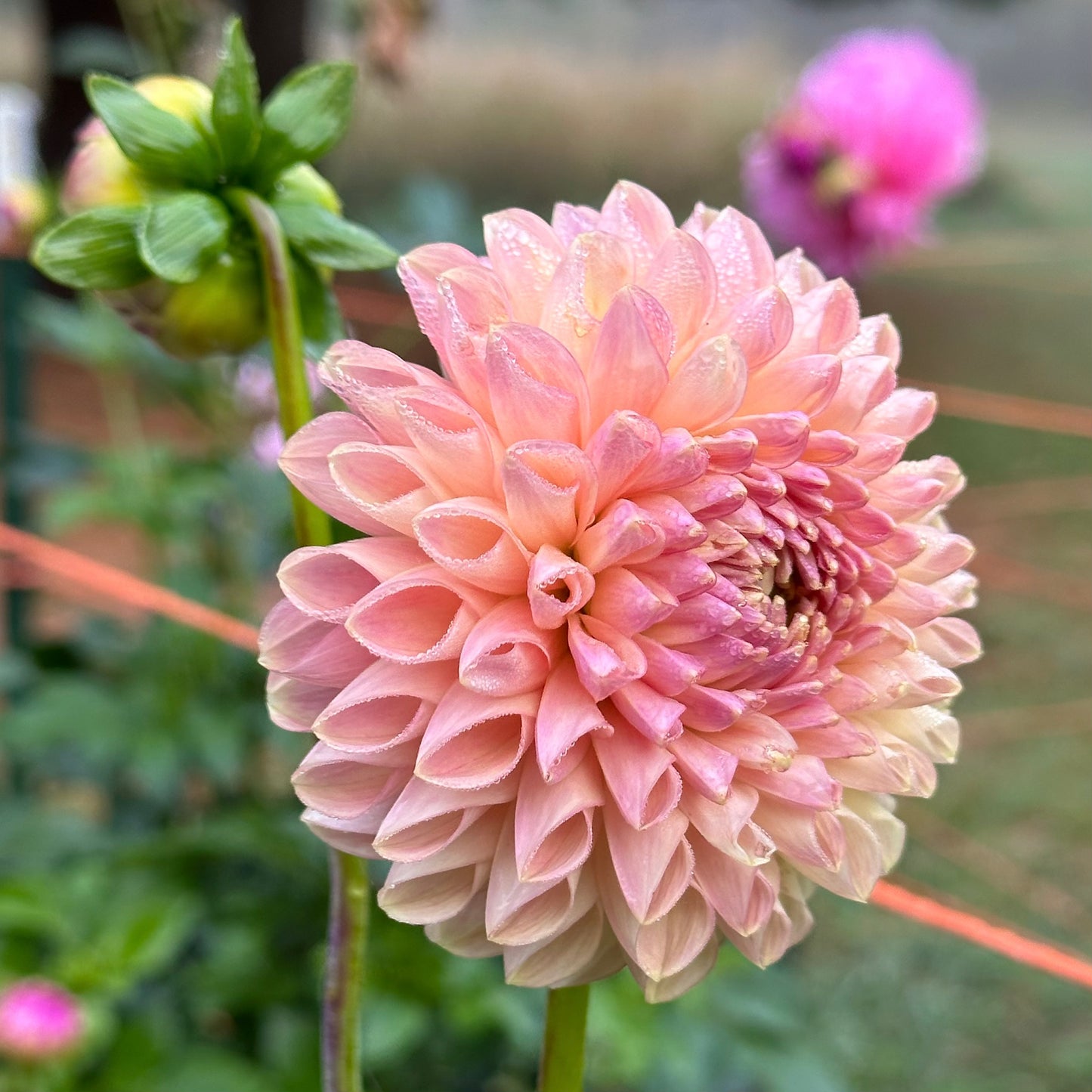 Clearview Peachy dahlia bloom with peachy-pink petals. 
