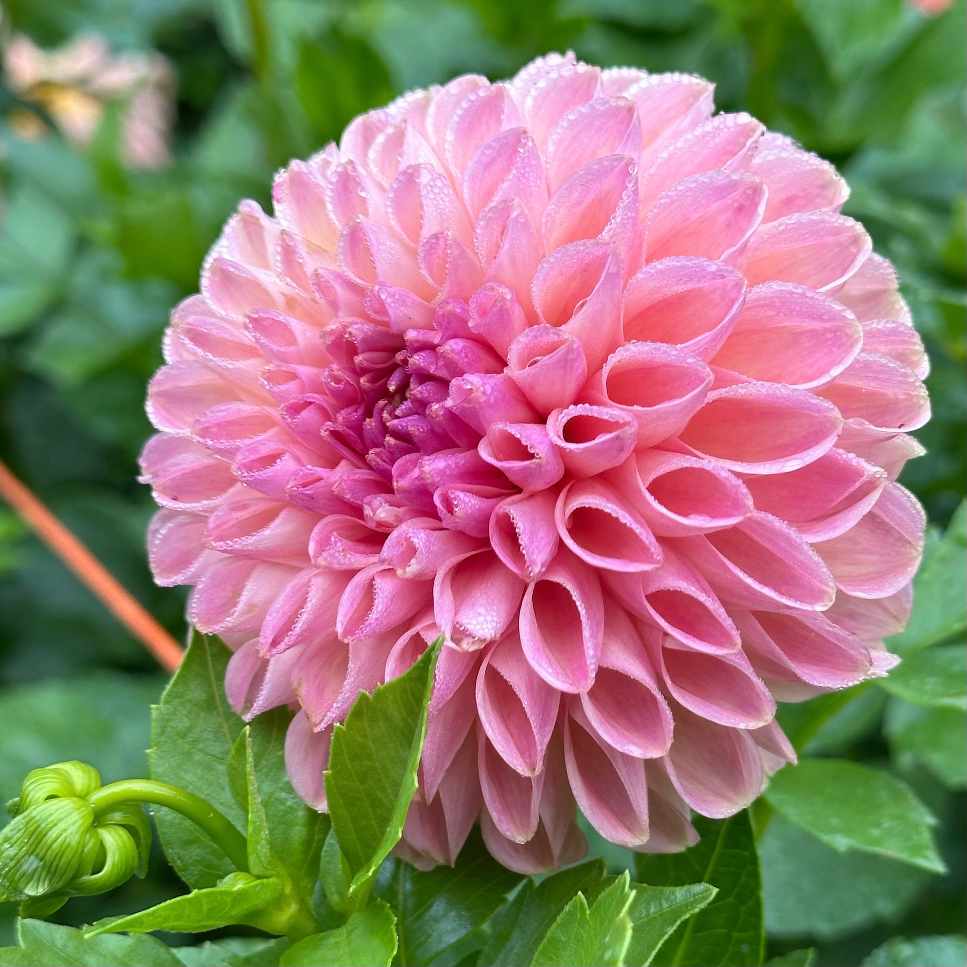 Clearview Peachy, a ball-shaped dahlia with bubblegum pink petals. 