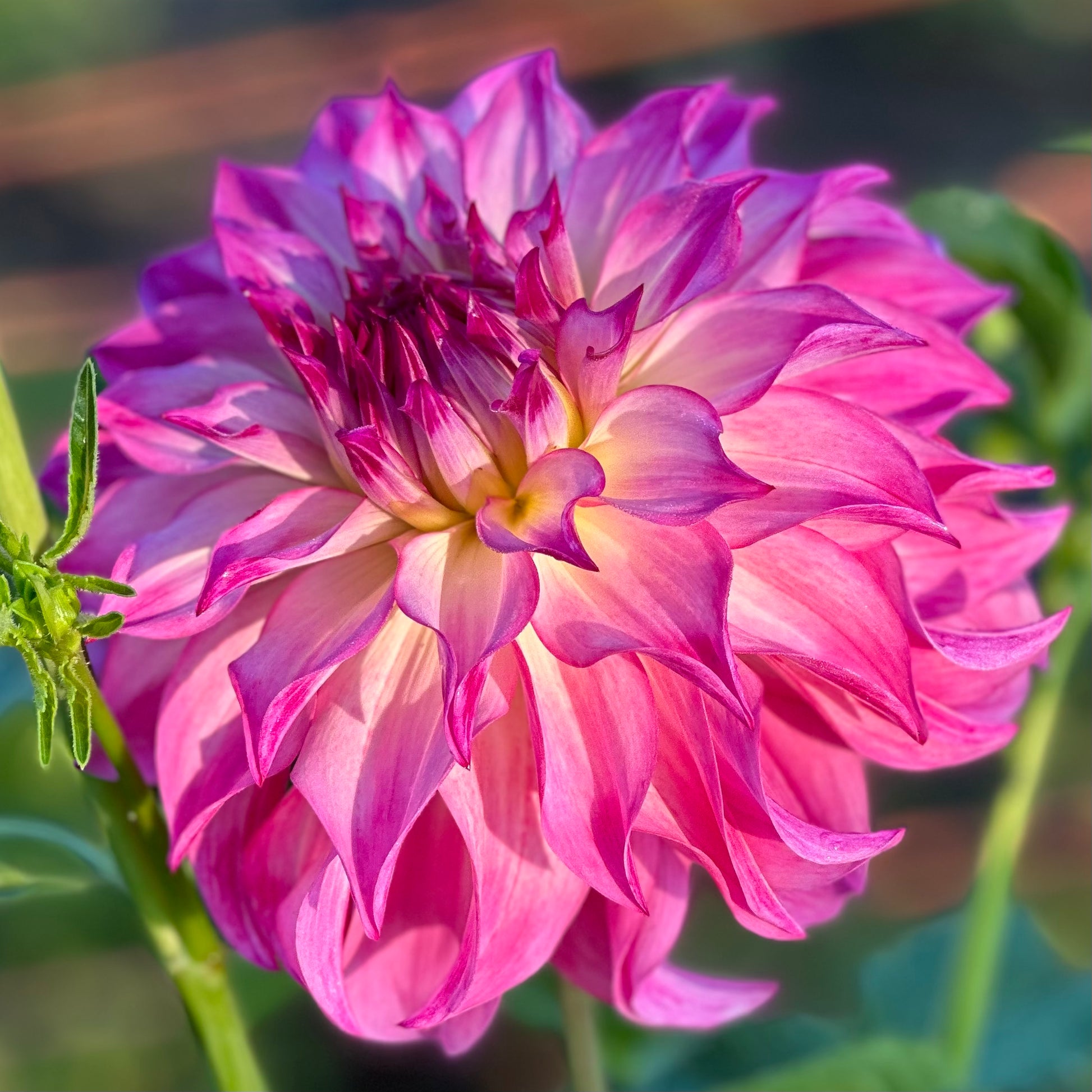 Colorado Classic, a large, informal decorative dahlia bloom with hot pink petals that fade to white in the center. 