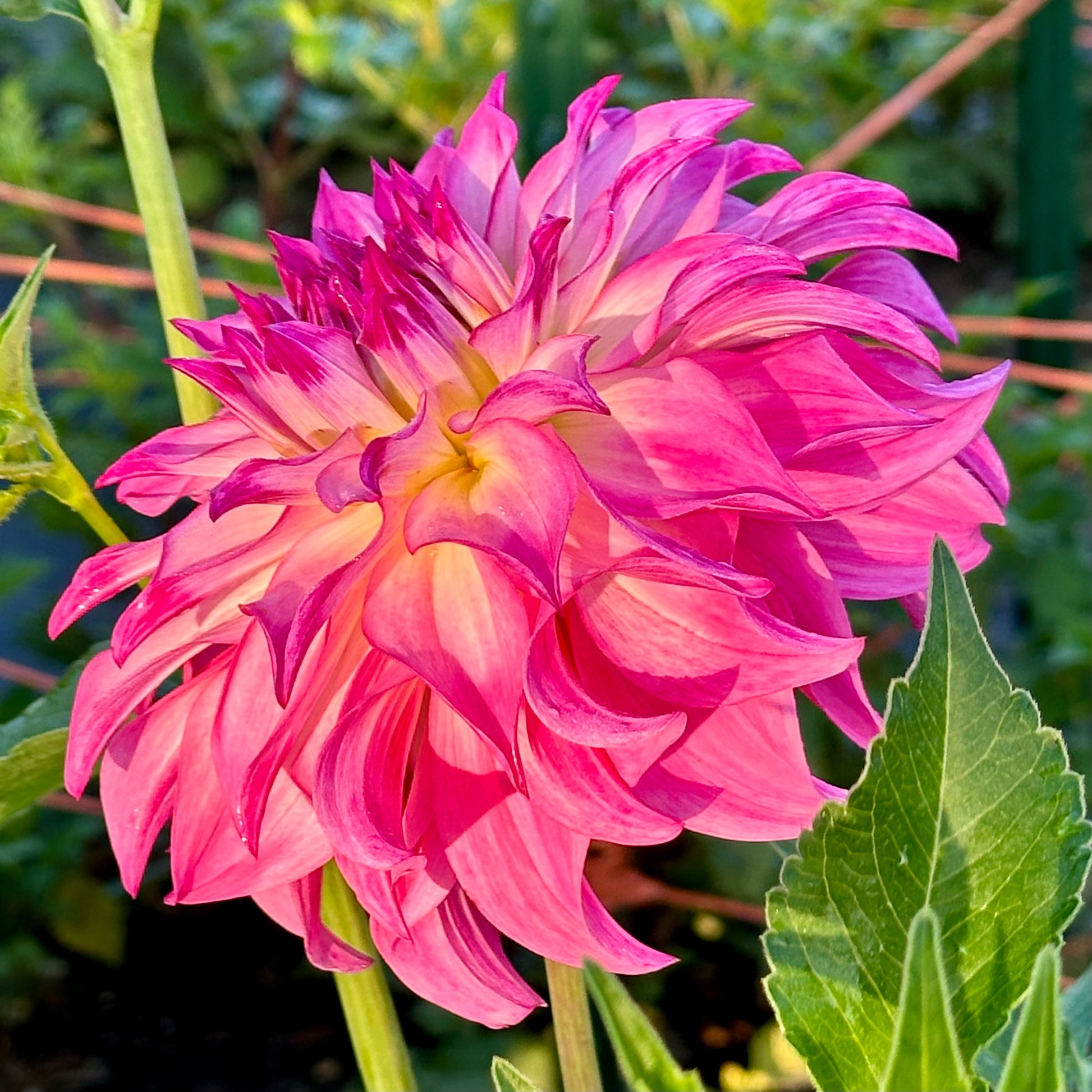 A profile view of Colorado Classic dahlia growing in the field at Brainy and The Beard Bloomstead. 