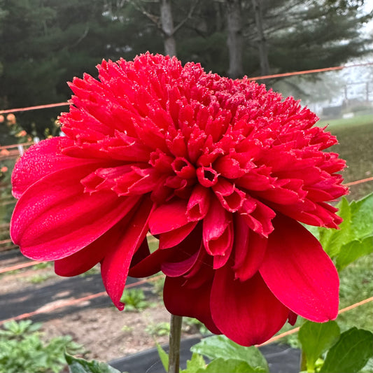 Bright, cherry red, anemone style dahlia bloom, Comet, close up. 