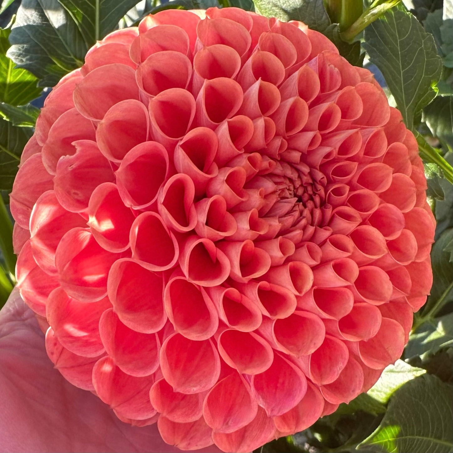 A Cornel Bronze ball shaped dahlia bloom with peachy, bronze-orange petals. 