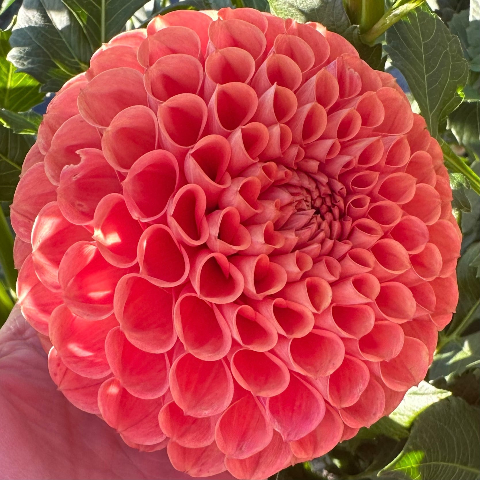 A Cornel Bronze ball shaped dahlia bloom with peachy, bronze-orange petals. 