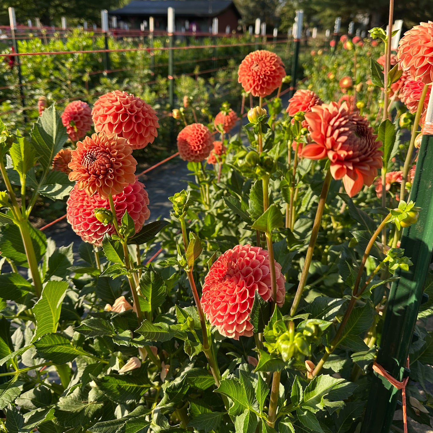 A row of Cornel Bronze, peachy, bronze-orange ball shaped dahlias growing in the field at Brainy and The Beard Bloomstead. 