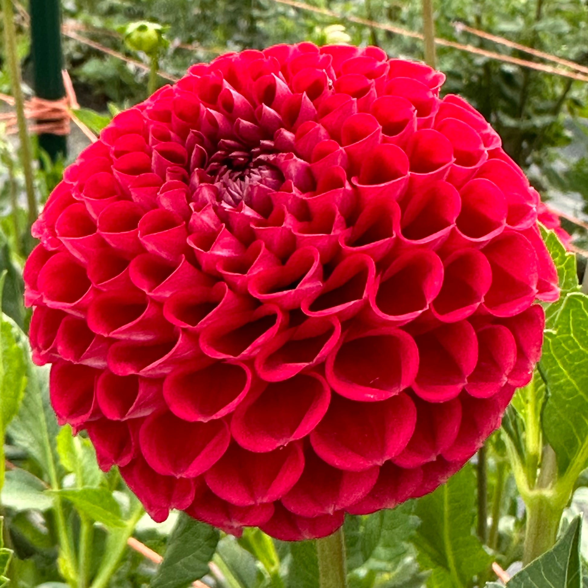 Cornel, a cheery, red ball dahlia bloom in the field. 