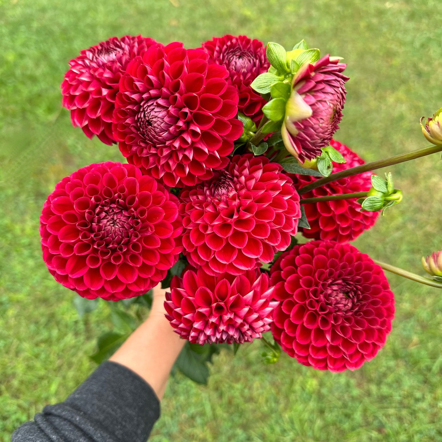 Bouquet of cheery, red ball Cornel dahlias, held by Brainy. 