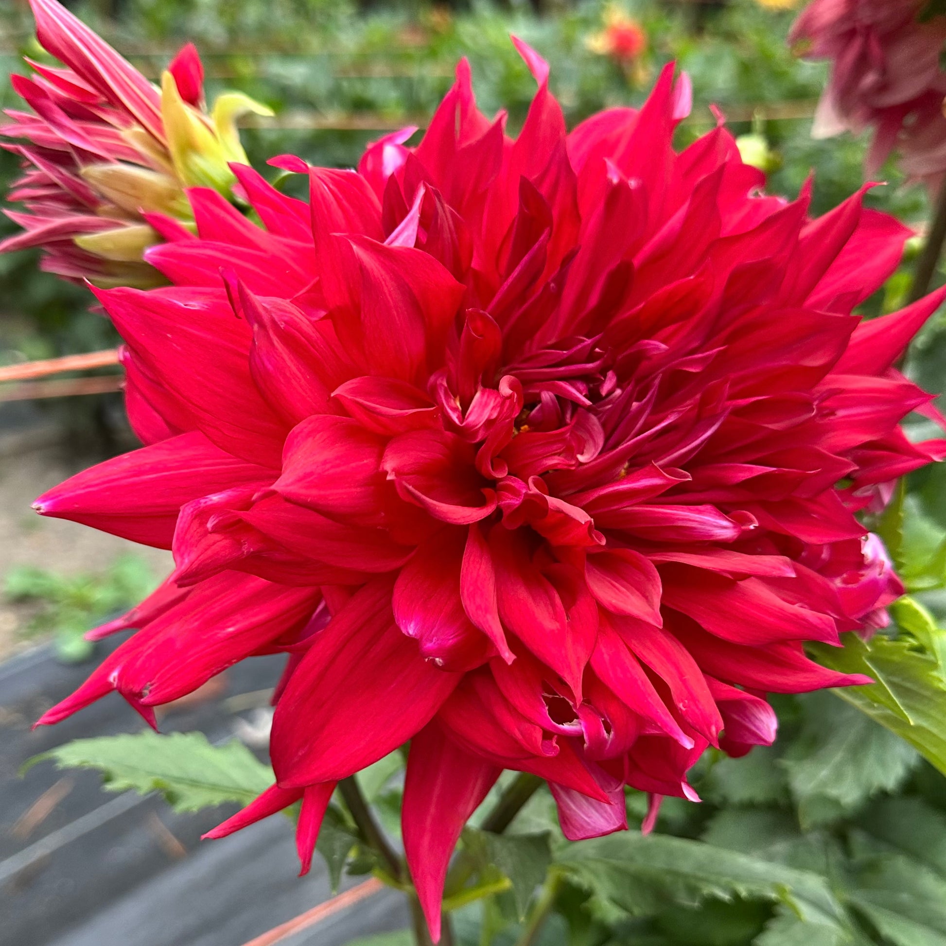 Large, red dahlia bloom, Creve Coeur, up close. 