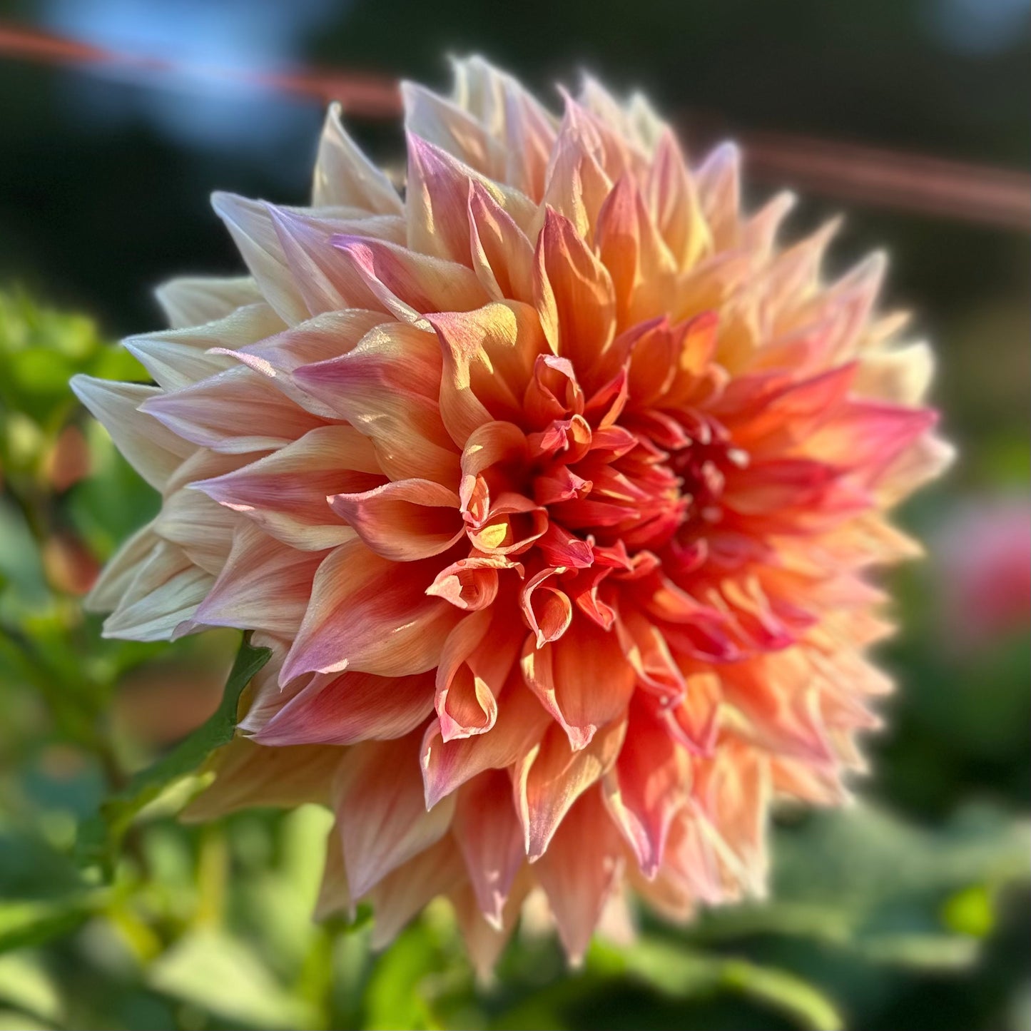 Large, peachy orange dahlia, Croydon Masterpiece, close up. 