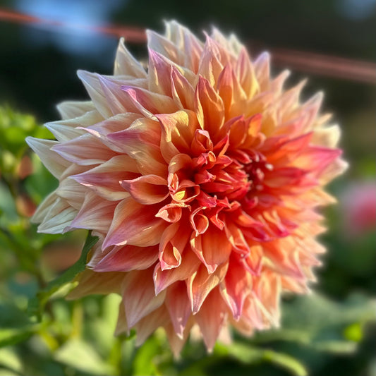 Large, peachy orange dahlia, Croydon Masterpiece, close up. 