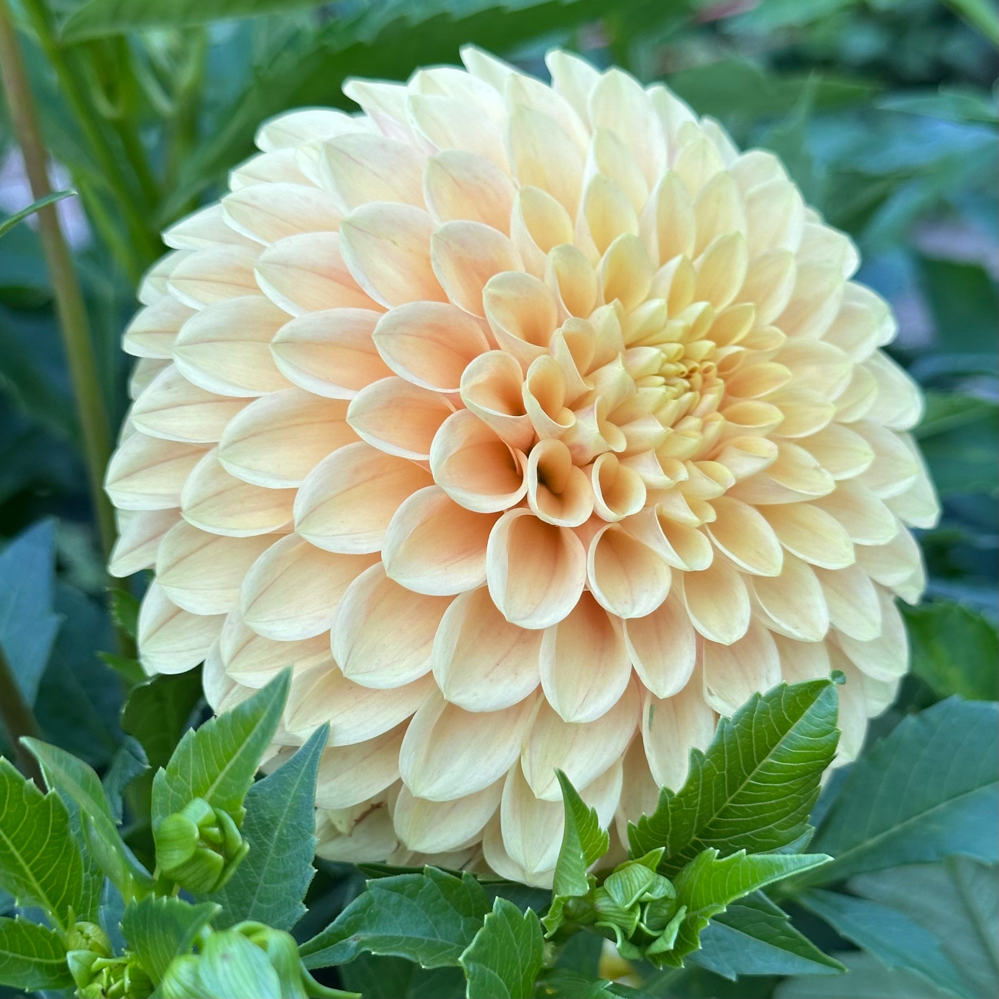 Soft peachy-yellow dahlia bloom, Darcy, with green leaves. 
