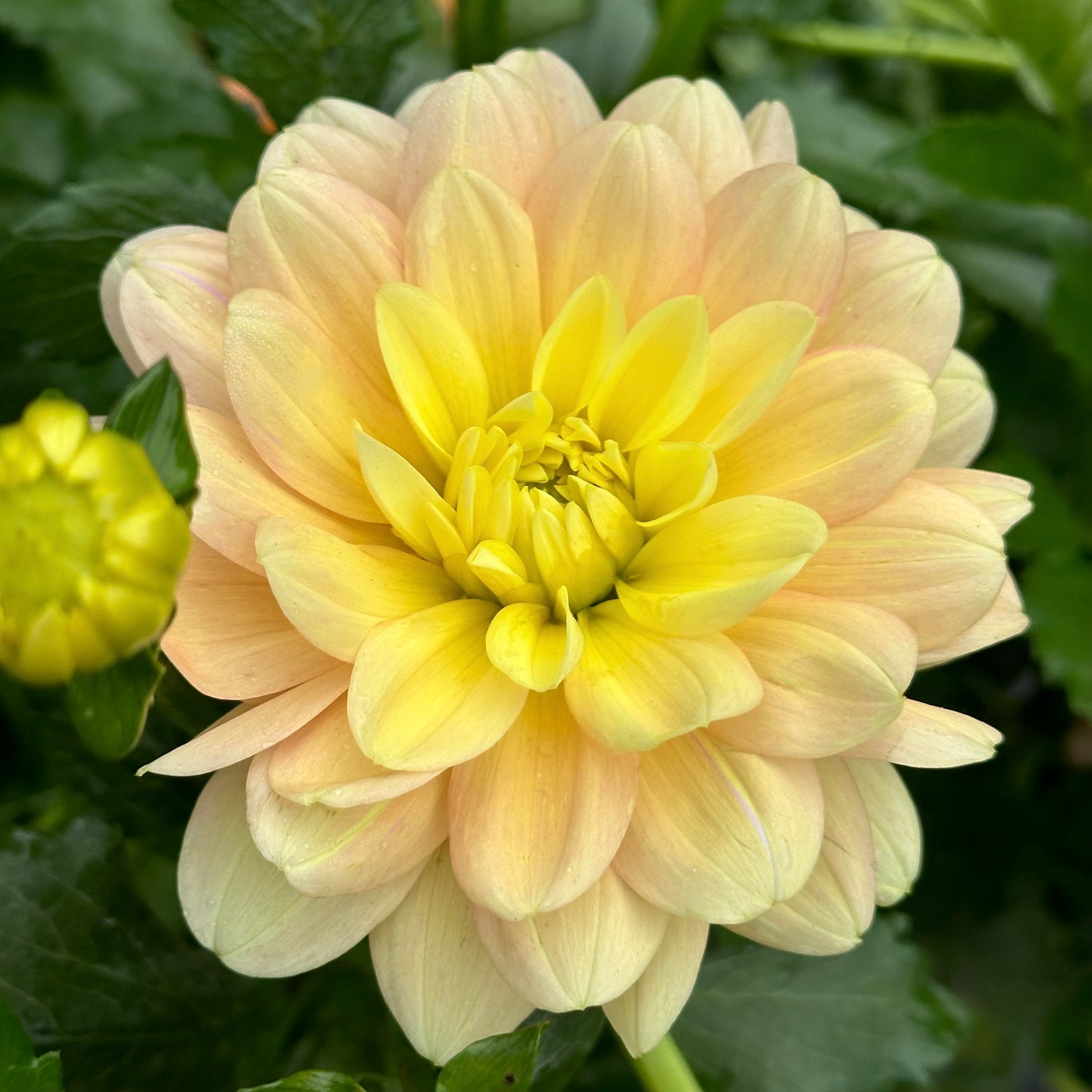Day Dreamer, a soft, buttery yellow and pastel pink waterlily dahlia surrounded by lush green foliage. 