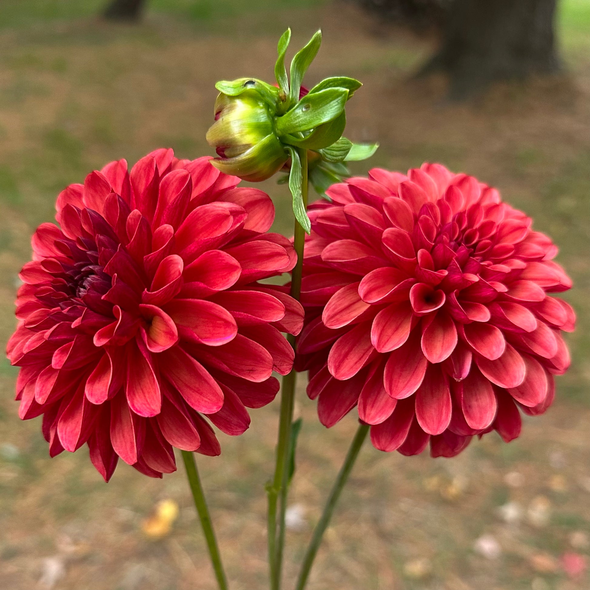 Two freshly cut Ferncliff Cinnamon dahlias with warm spice colored blooms and a raspberry reverse petal. 
