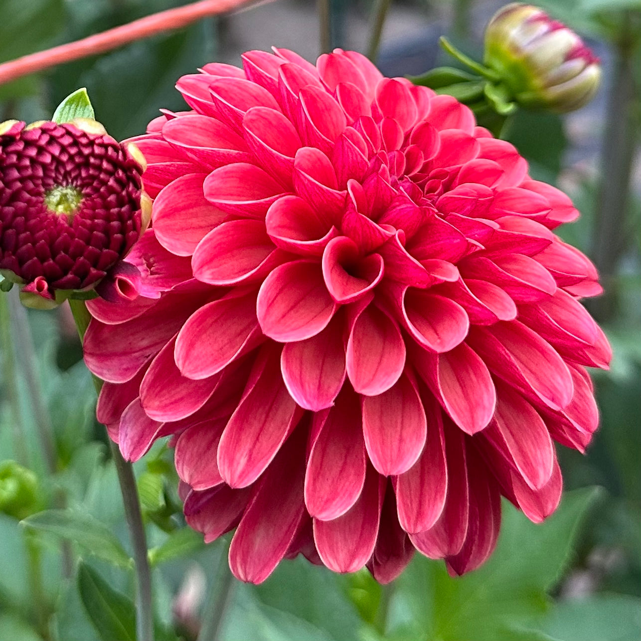 Ferncliff Cinnamon, a dahlia bloom with warm, cinnamon bronze colored petals and a magnificent raspberry reverse petal. 