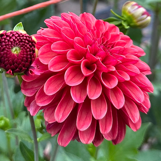 Ferncliff Cinnamon, a dahlia bloom with warm, cinnamon bronze colored petals and a magnificent raspberry reverse petal. 