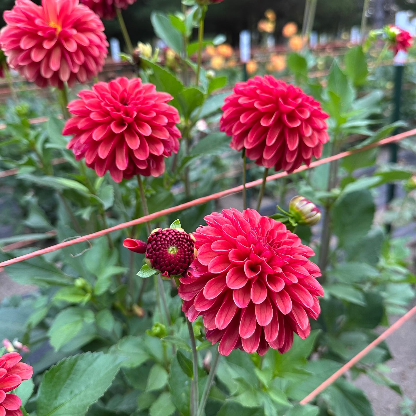 Ferncliff Cinnamon dahlias blooming in the field at Brainy and the Beard Bloomstead. 