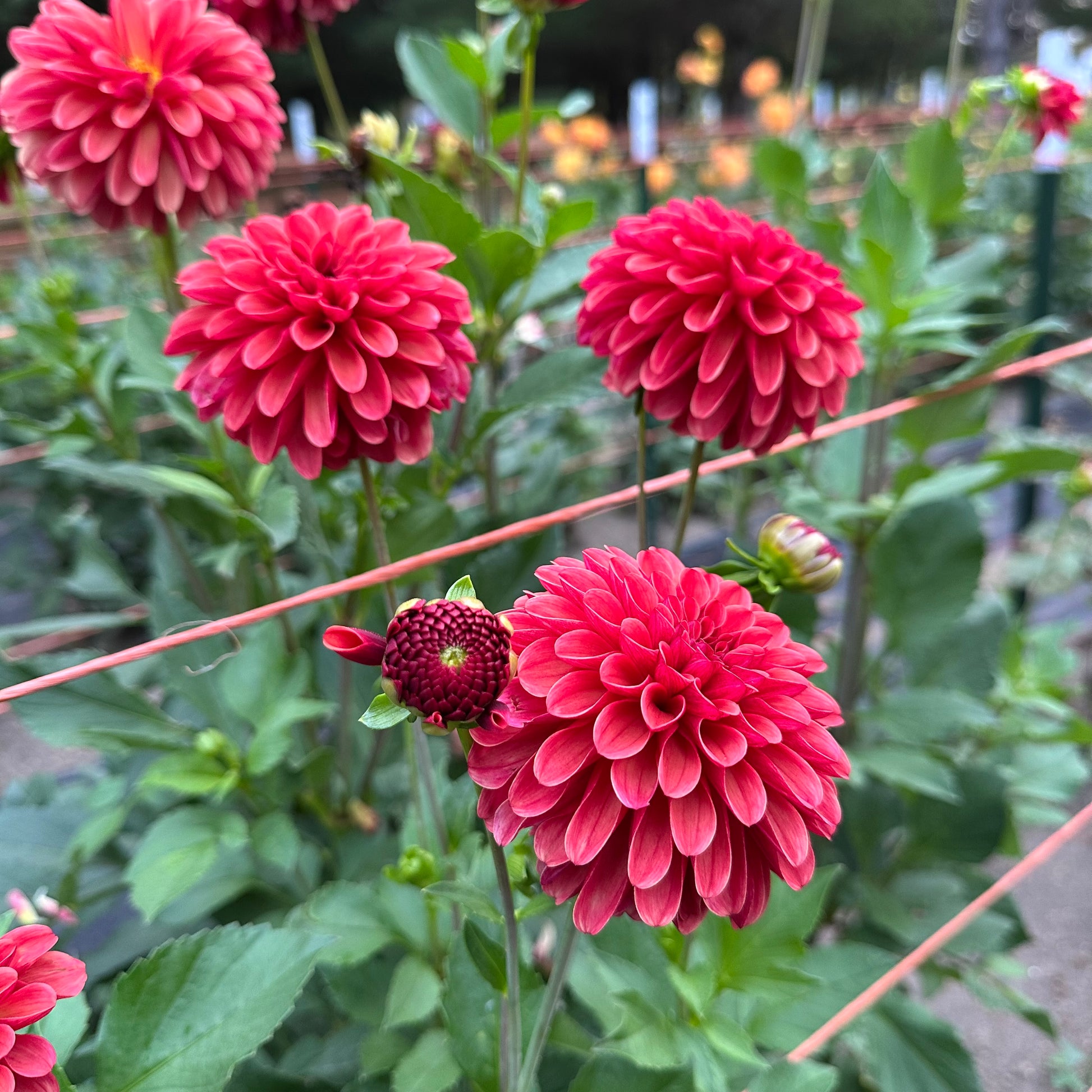 Ferncliff Cinnamon dahlias blooming in the field at Brainy and the Beard Bloomstead. 