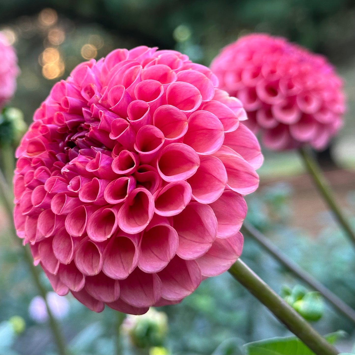 Ferncliff Rusty, a ball shaped dahlia bloom with hot pink petals. 