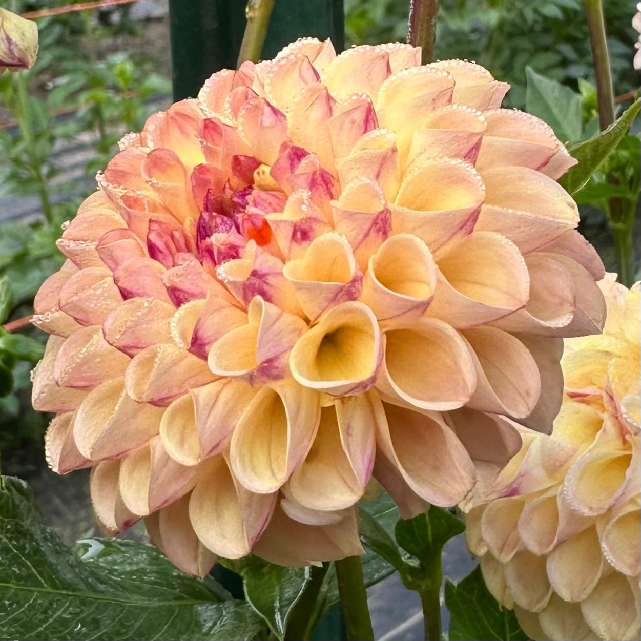 Ferncliff Spice, a ball dahlia with pale yellow petals that have a fleck of purple on the reverse and center. 