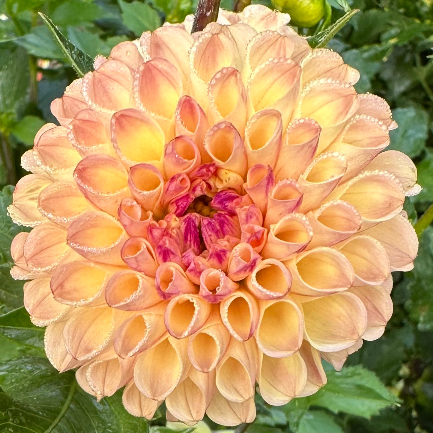 Close up of Ferncliff Spice pale yellow dahlia bloom with a fleck of purple in the center. 