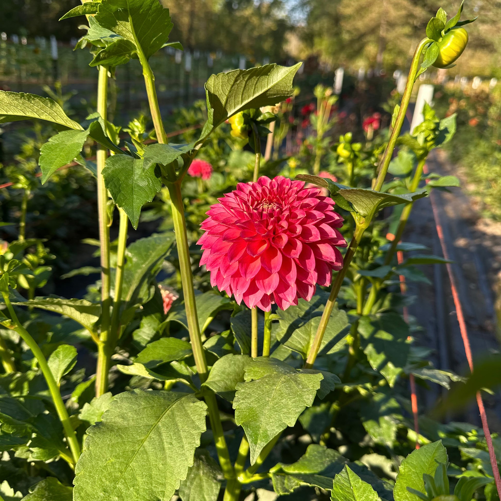 Camano Mystery dahlia's watermelon pink bloom stands out among the lush green foliage in the field. 