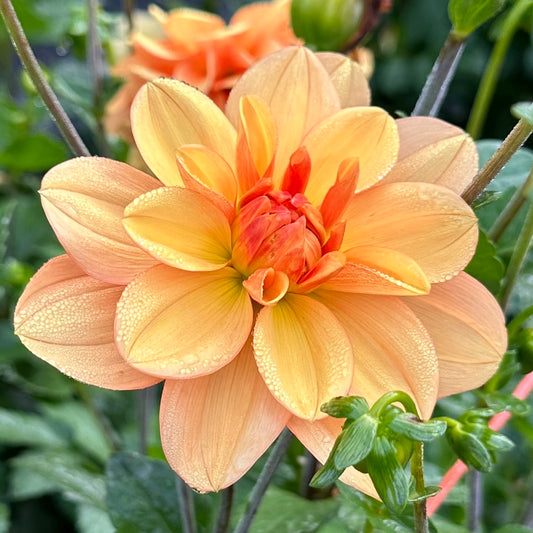 Ginger Snap, a peachy yellow waterlily dahlia bloom. 