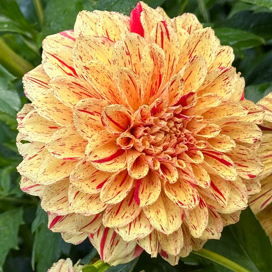 A close-up of Gloriosa dahlia bloom with bright yellow petals containing red streaks. 