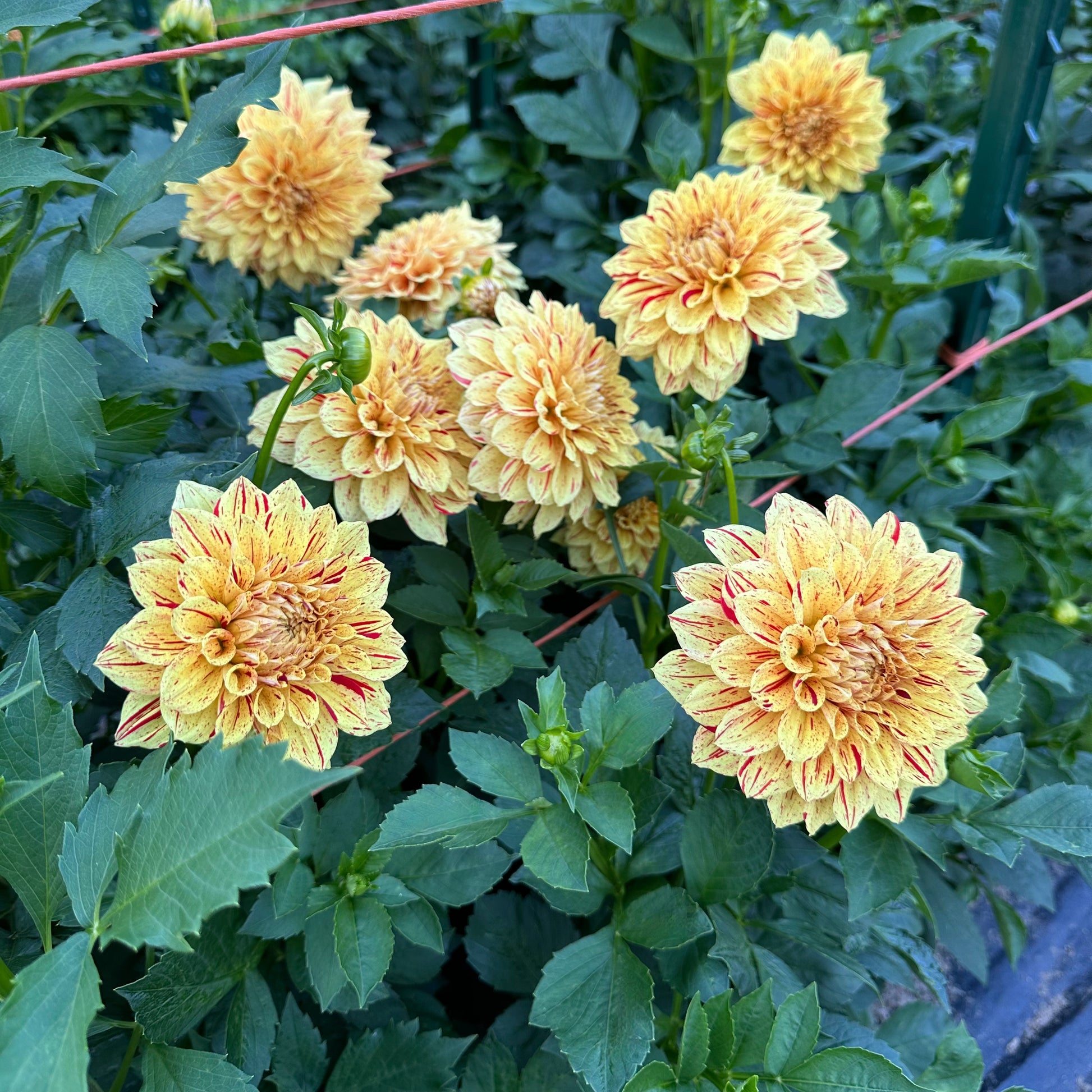 Bright yellow Gloriosa dahlia blooms with red streaks growing in the field at Brainy and The Beard Bloomstead. 