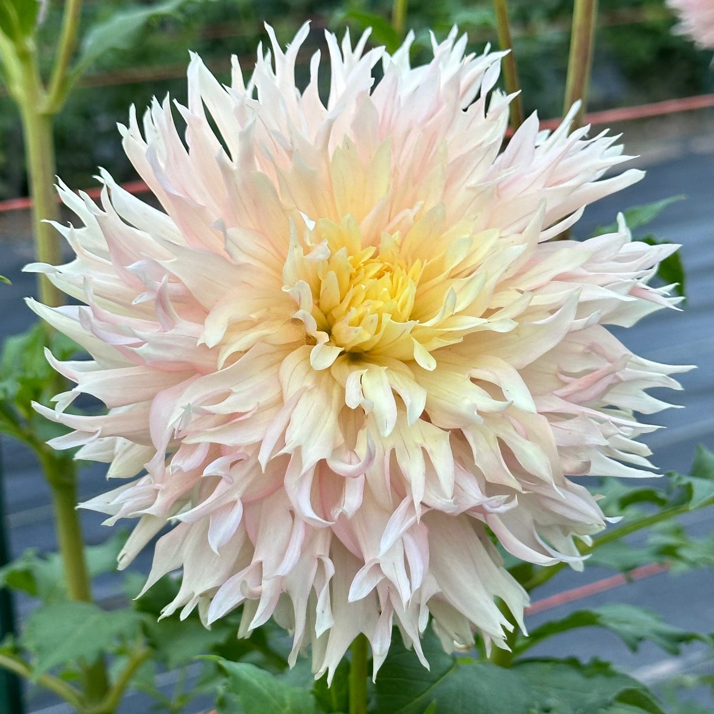 Laciniated pale blush petals with a hint of soft yellow in the center adorn a Hapet Champagne dahlia bloom. 