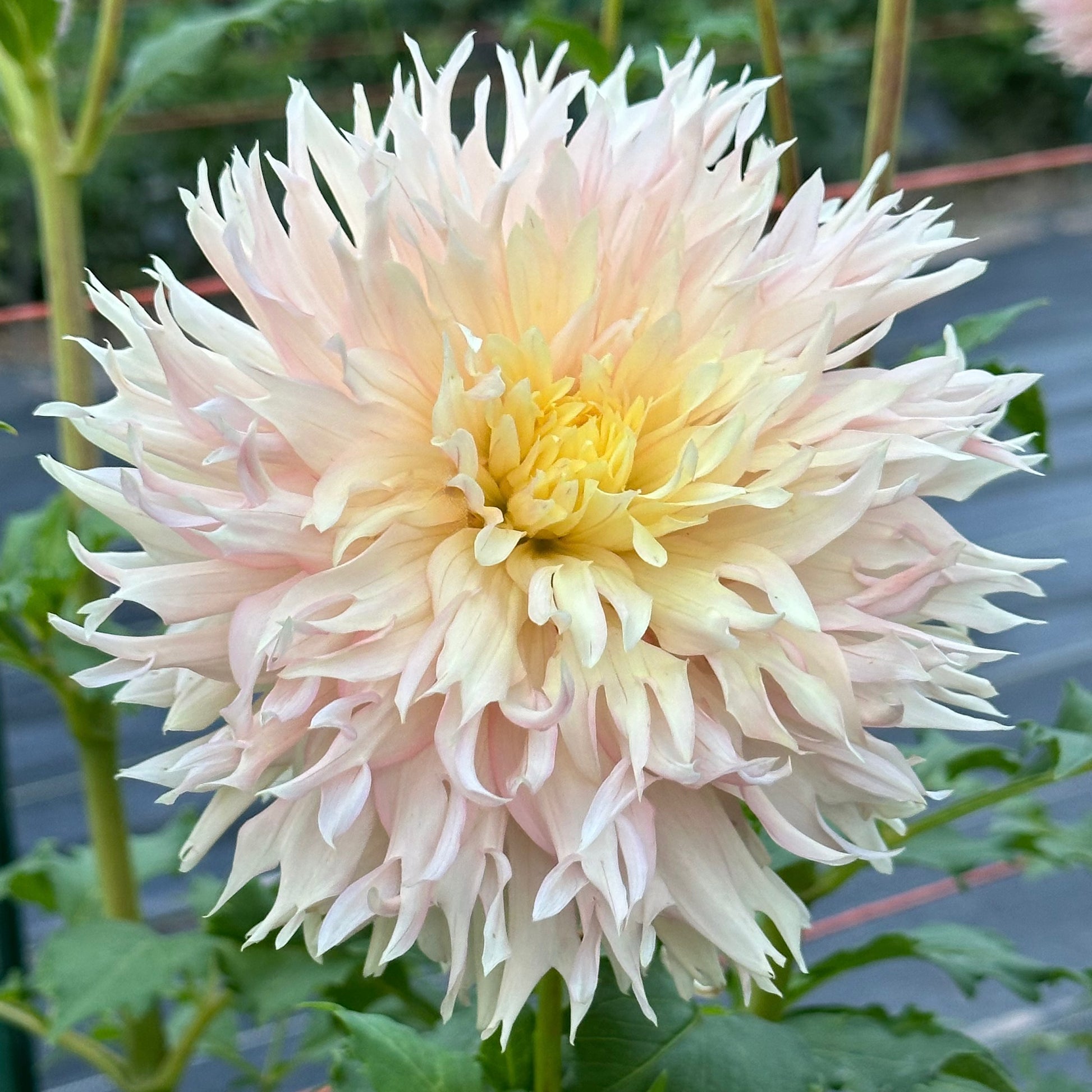Laciniated pale blush petals with a hint of soft yellow in the center adorn a Hapet Champagne dahlia bloom. 