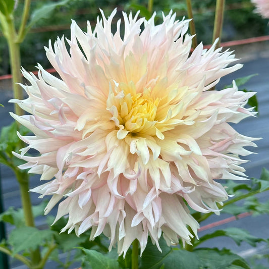 Laciniated pale blush petals with a hint of soft yellow in the center adorn a Hapet Champagne dahlia bloom. 