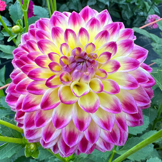 Close up of Hapet Daydream dahlia bloom with purple tips and a soft yellow center. 