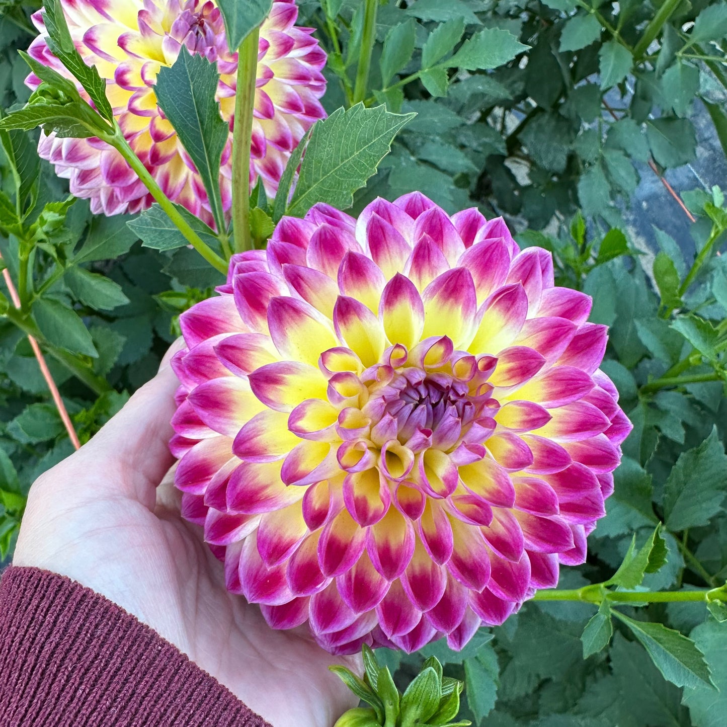 Brainy holding a Hapet Daydream bloom on a dahlia plant with purple petals that fade to soft yellow in the center. 