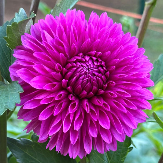 Close up of dark pink Hollyhill Bill M dahlia. 