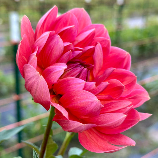 Close up of Hollyhill Daydream, a coral-pink waterlily dahlia bloom. 