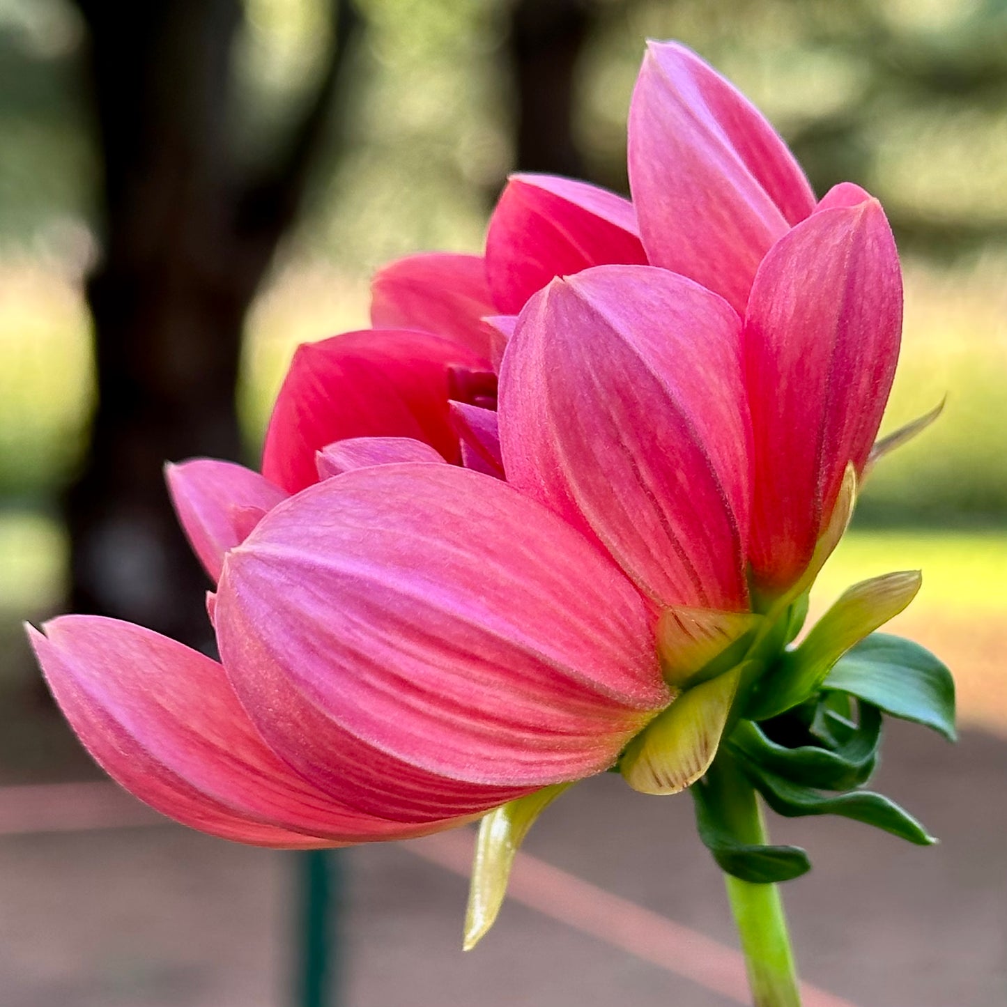 Close up of coral-pink Hollyhill Daydream dahlia bloom opening. 