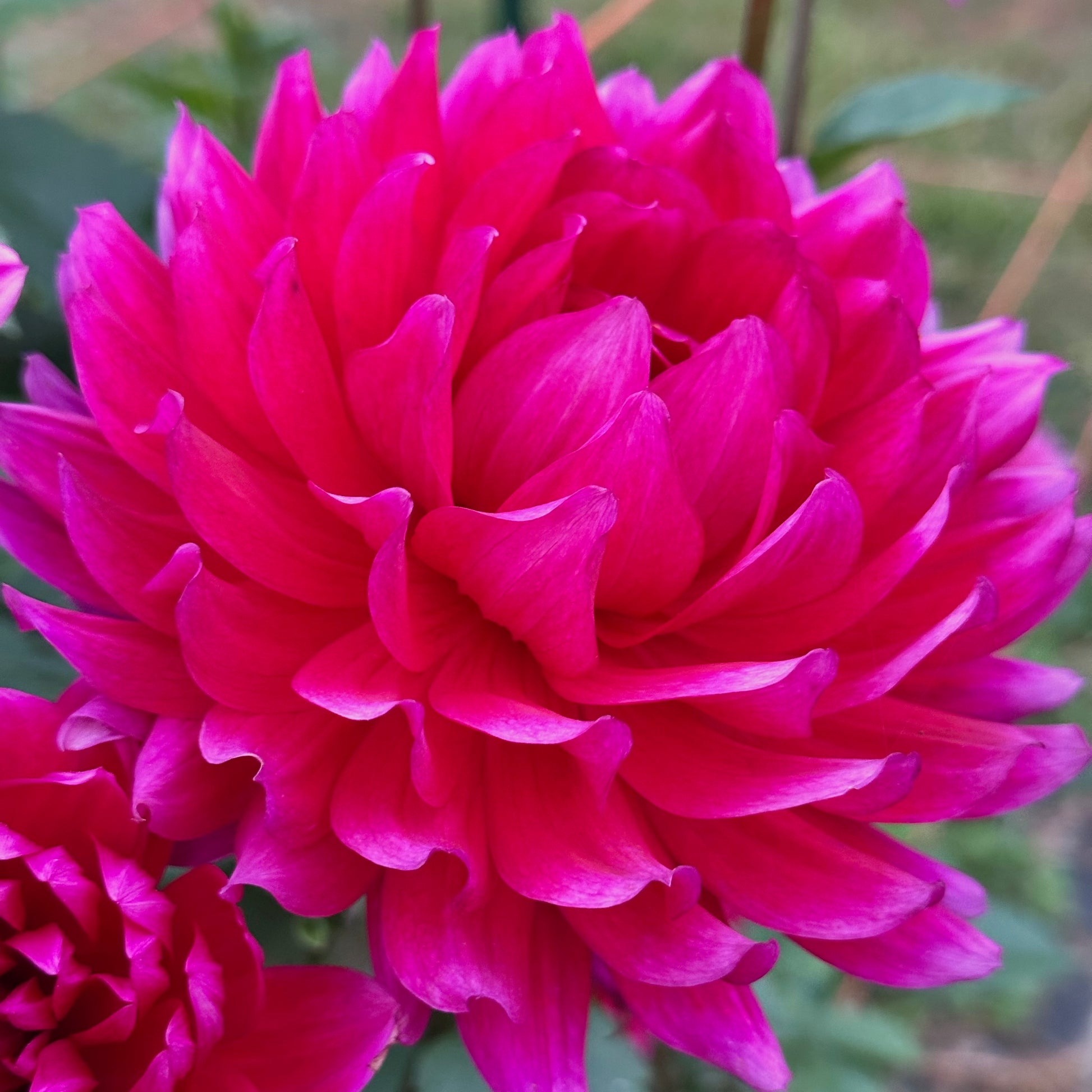 Close up of Hollyhill Pandora bloom, a hot pink dahlia shaped like a waterlily. 