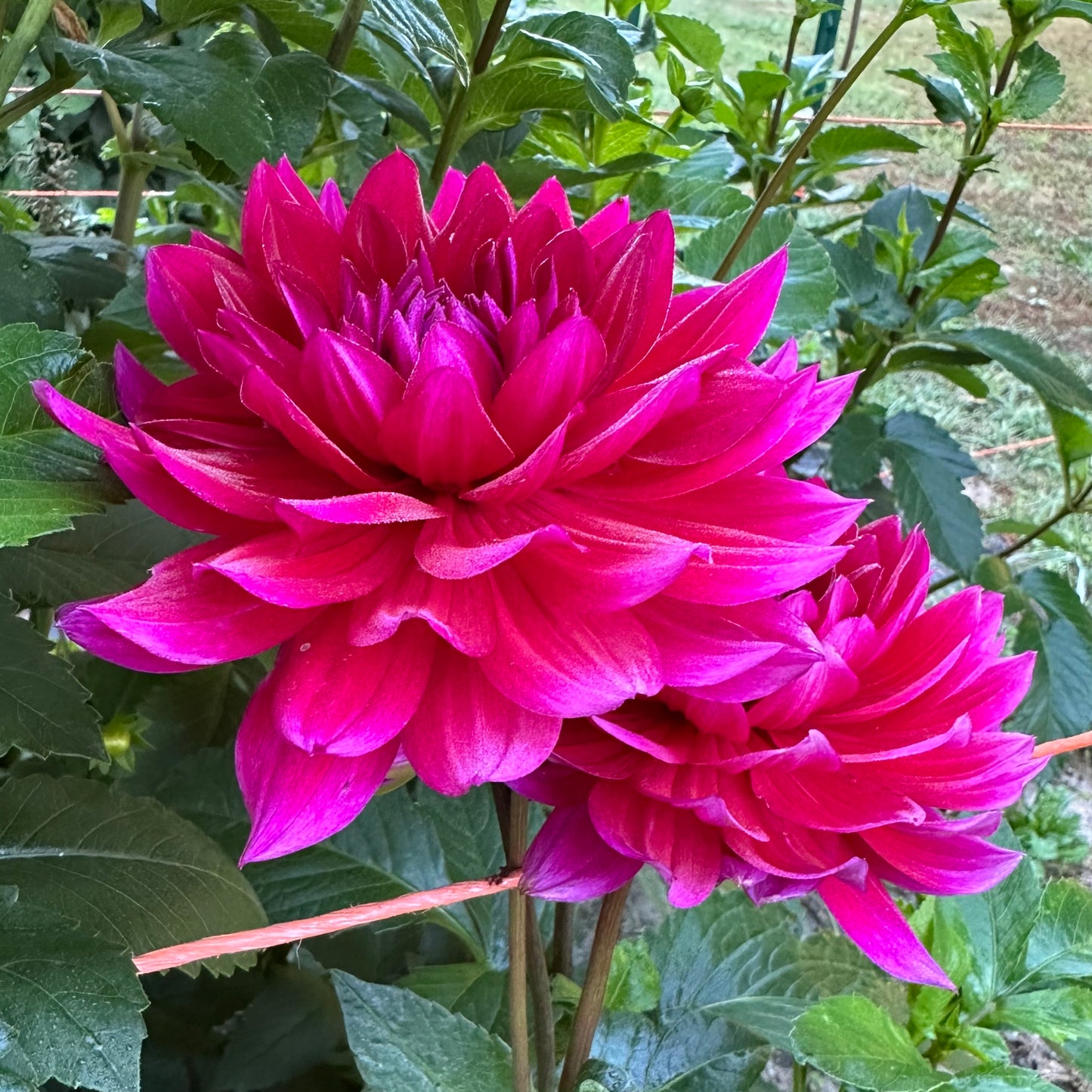 Vibrant pink Hollyhill Pandora dahlia blooms with morning mist surrounded by lush, green foliage. 