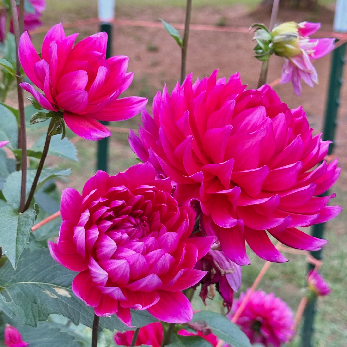 A group of vivid hot pink Hollyhill Pandora blooms in the field at Brainy and The Beard Bloomstead. 